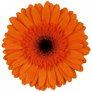 flores gerbera o margarita africana: variedad mentor color naranja intenso