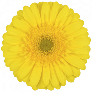 flores gerbera o margarita africana: variedad ophir color amarillo