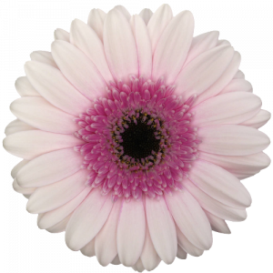 flores gerbera o margarita africana: variedad tierra tambourin rosa palo