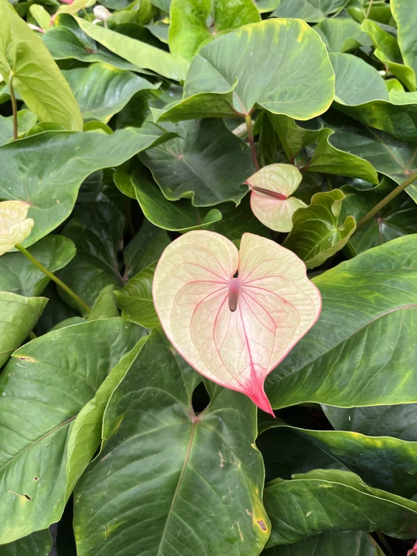 Anthurium barcelona