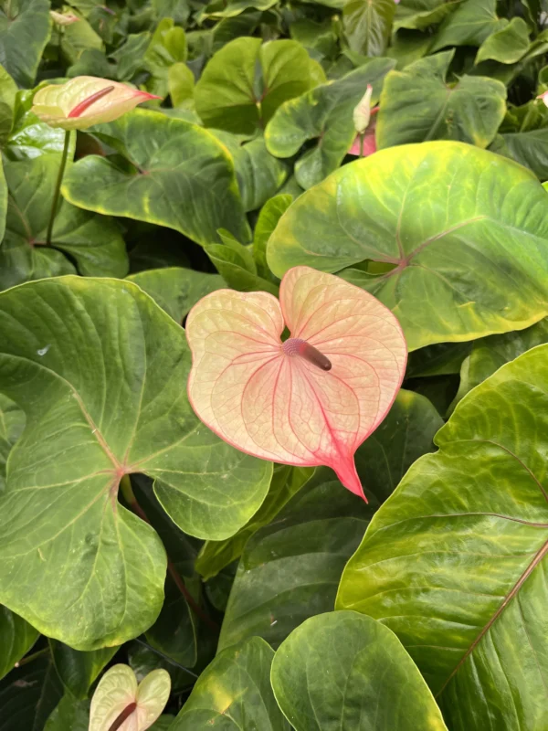 flores cortadas al mayor Anthurium