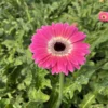Gerbera Barcelona
