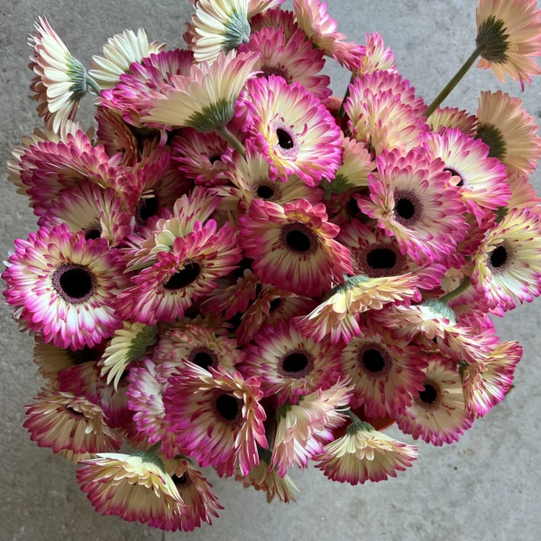 cubo gerbera mandala recién cortada