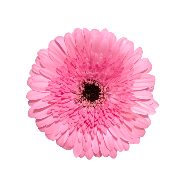 Gerbera Pre Semmy