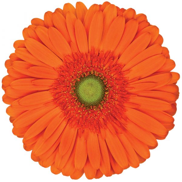 flores cortadas gerbera, venta al por mayor y profesionales. Variedad atlanta naranja