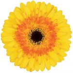 flores cortadas gerbera, venta al por mayor y profesionales. Variedad aventura amarilla