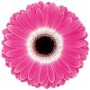 flores cortadas gerbera, venta al por mayor y profesionales. Variedad cubanita
