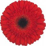 flores cortadas gerbera, venta al por mayor y profesionales. Variedad dynamic