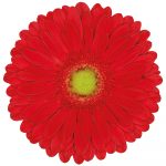 flores cortadas gerbera, venta al por mayor y profesionales. Variedad highlight roja