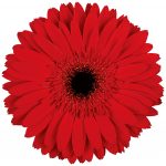 flores cortadas gerbera, venta al por mayor y profesionales. Variedad inferno