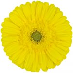 flores cortadas gerbera, venta al por mayor y profesionales. Variedad limoncello