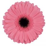 flores cortadas gerbera, venta al por mayor y profesionales. Variedad pre intenzz