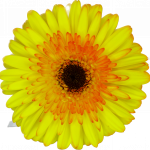 flores cortadas gerbera, venta al por mayor y profesionales. Variedad aventura cámara