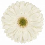 flores cortadas gerbera, venta al por mayor y profesionales. Variedad white river