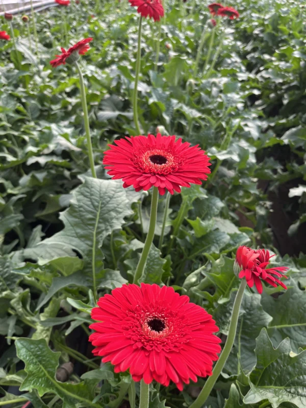 gerbera inferno 2 scaled