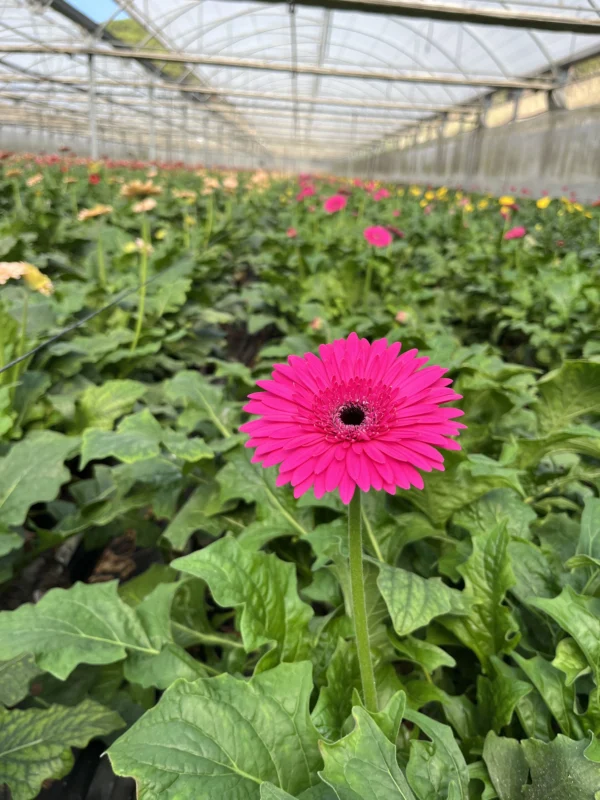 gerbera madeira 2 scaled