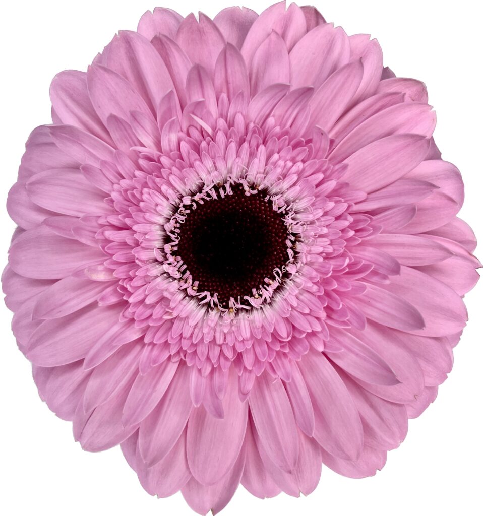 gerbera flores cortadas al por mayor color rosa
