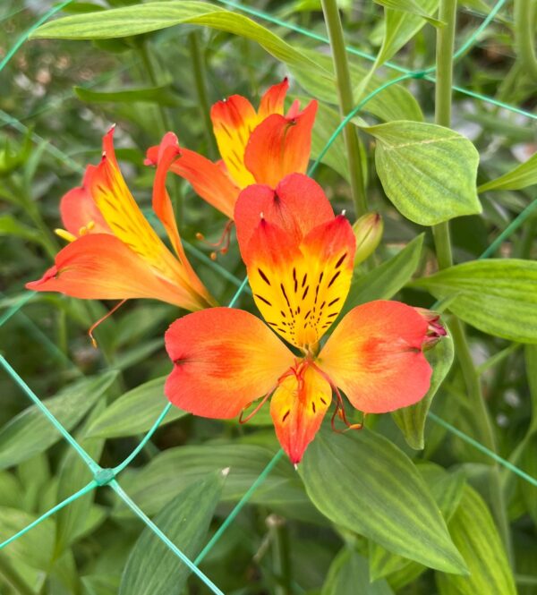 flores cortadas alstroemeria color naranja