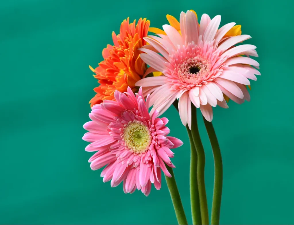 Gerberas en la Decoración Floral