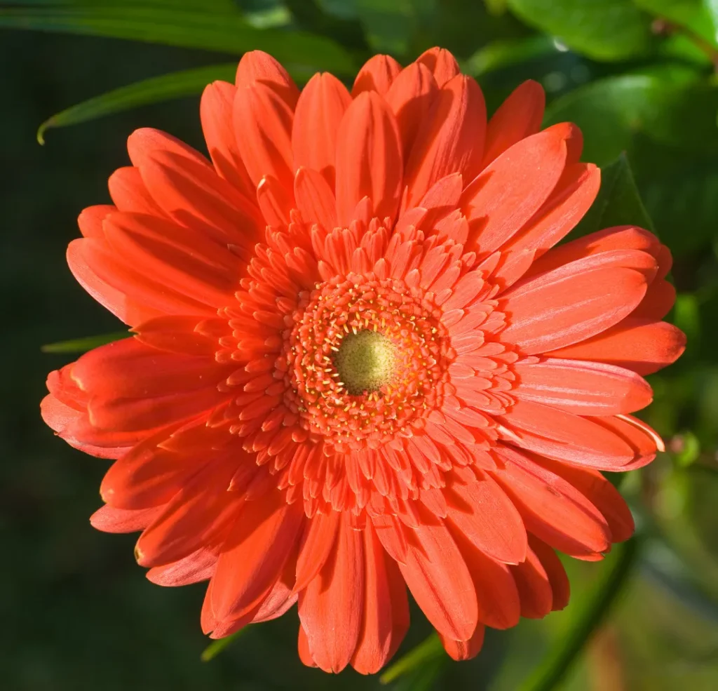 Gerberas