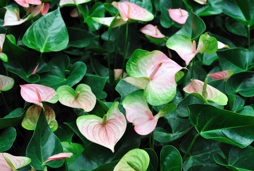 Anthurium en la Medicina