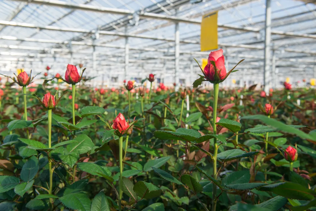 Clima y Suelo Propicios para la Floricultura