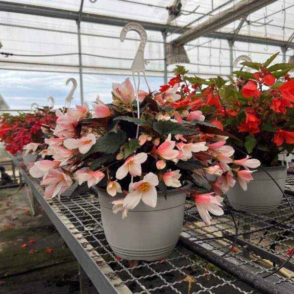 Begonia "Waterfall" T-22 - Imagen 3