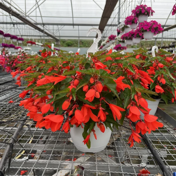Begonia "Waterfall" T-22