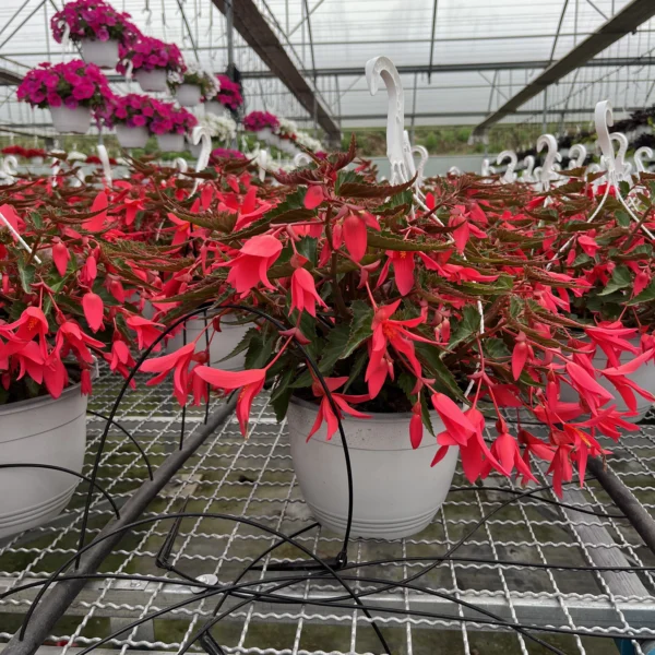 Begonia "Waterfall" T-22 - Imagen 2
