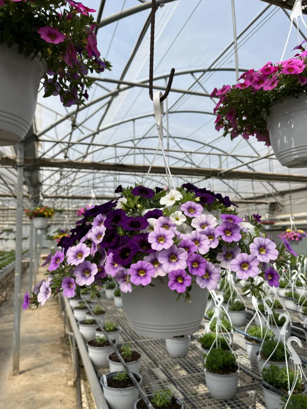 Calibrachoa T-22 - Imagen 4