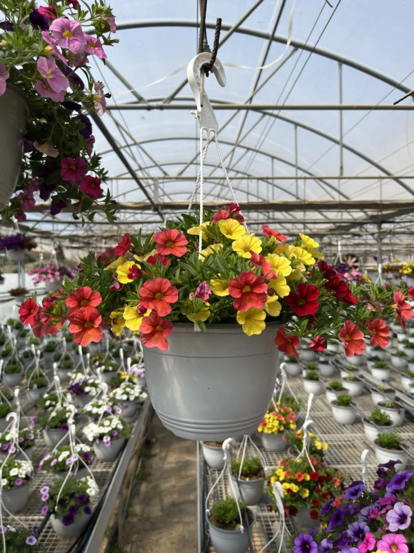 Calibrachoa T-22 - Imagen 3