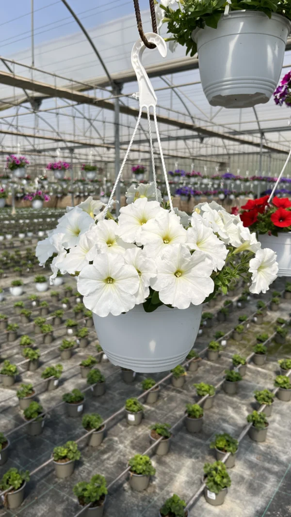 Petunia T-22 - Imagen 7