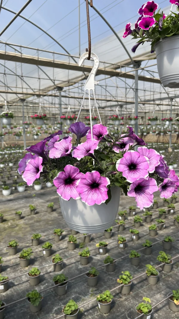 Petunia T-22 - Imagen 6