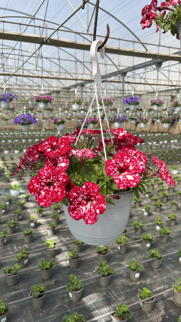 Petunia T-22 - Imagen 5