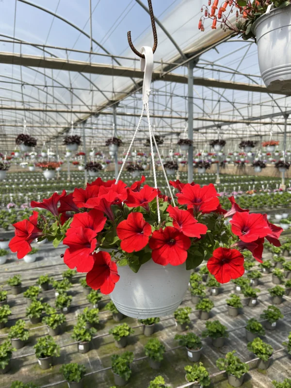 Petunia T-22 - Imagen 3