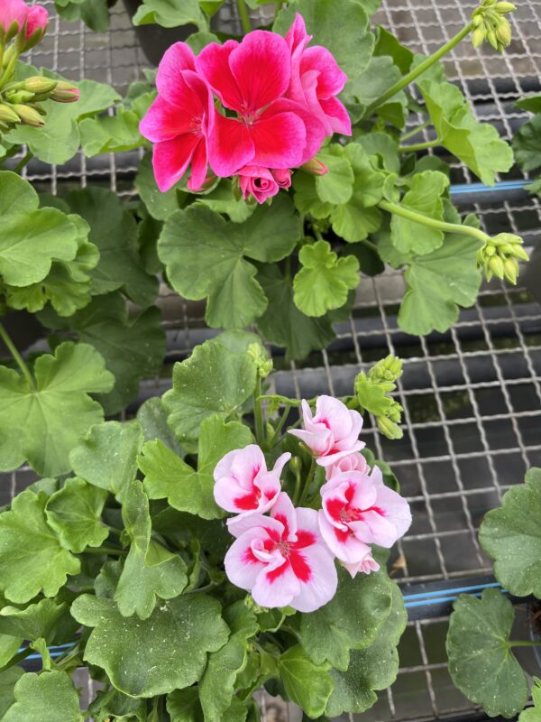 Pelargonium hybrid 'Calliope' C-14 - Imagen 5