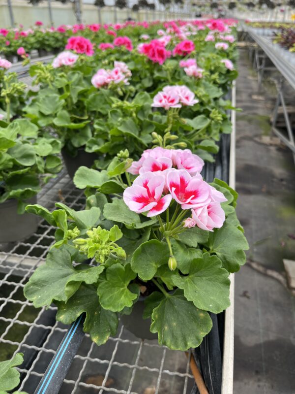 Pelargonium hybrid 'Calliope' C-14 - Imagen 4