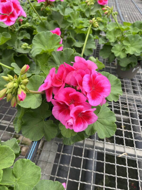 Pelargonium hybrid 'Calliope' C-14 - Imagen 3
