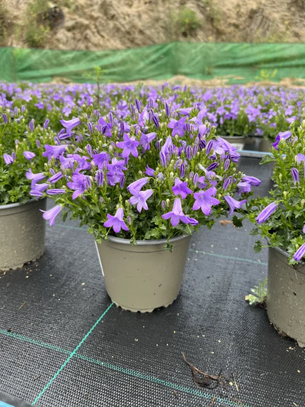 Campanula C-14 - Imagen 3