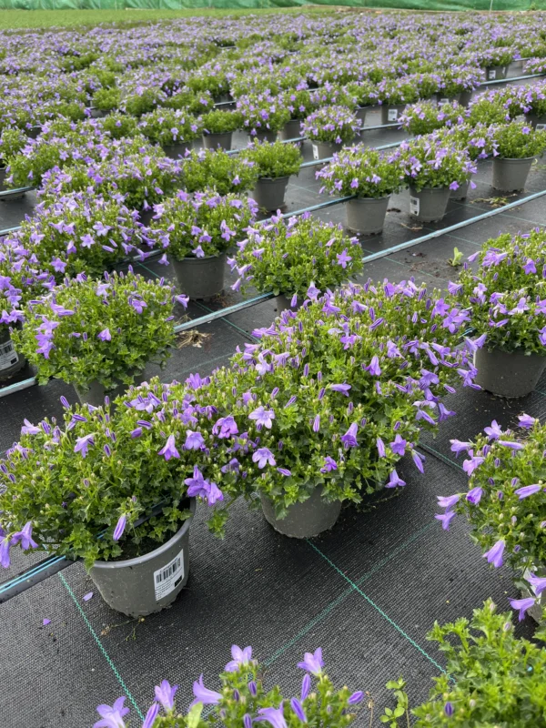 Campanula C-14 - Imagen 2