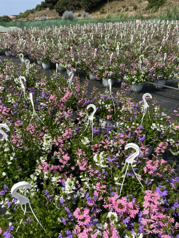 Scaevola Aemula T-22 - Imagen 2