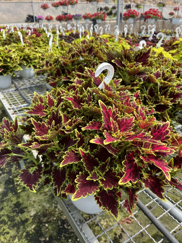 Coleus T-22 - Imagen 4