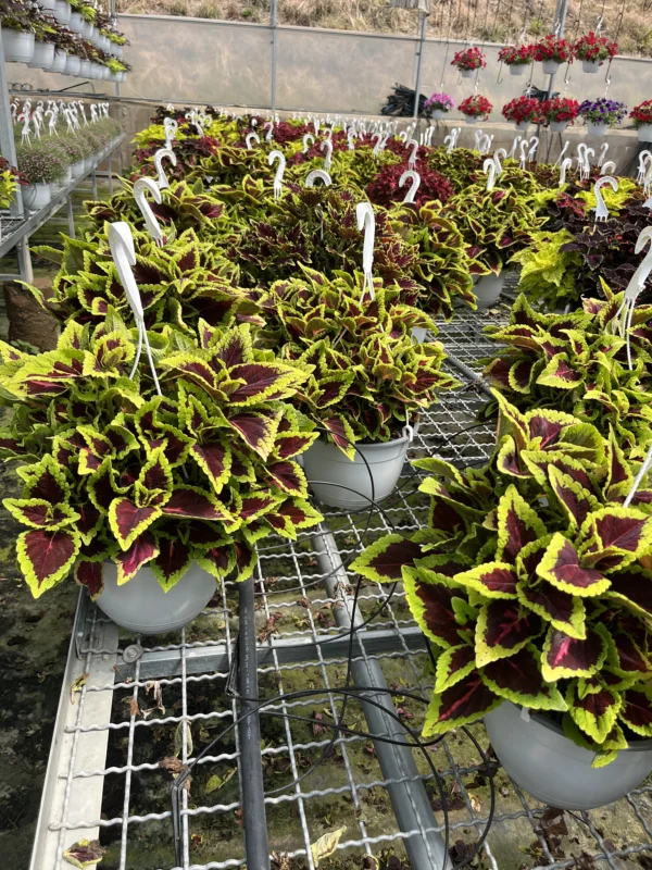 Coleus T-22 - Imagen 5