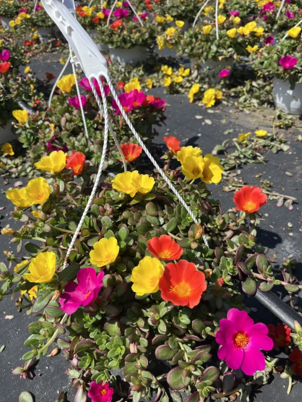 Portulaca T-22 - Imagen 3