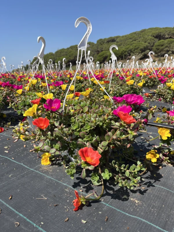 Portulaca T-22