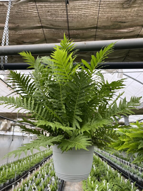 NEPHROLEPHIS BLECHNUM