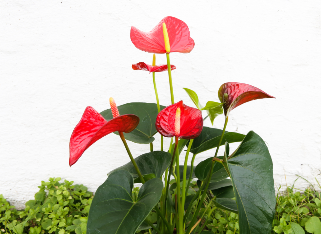 Anthurium: Elegancia y Exotismo con esta Flor Única