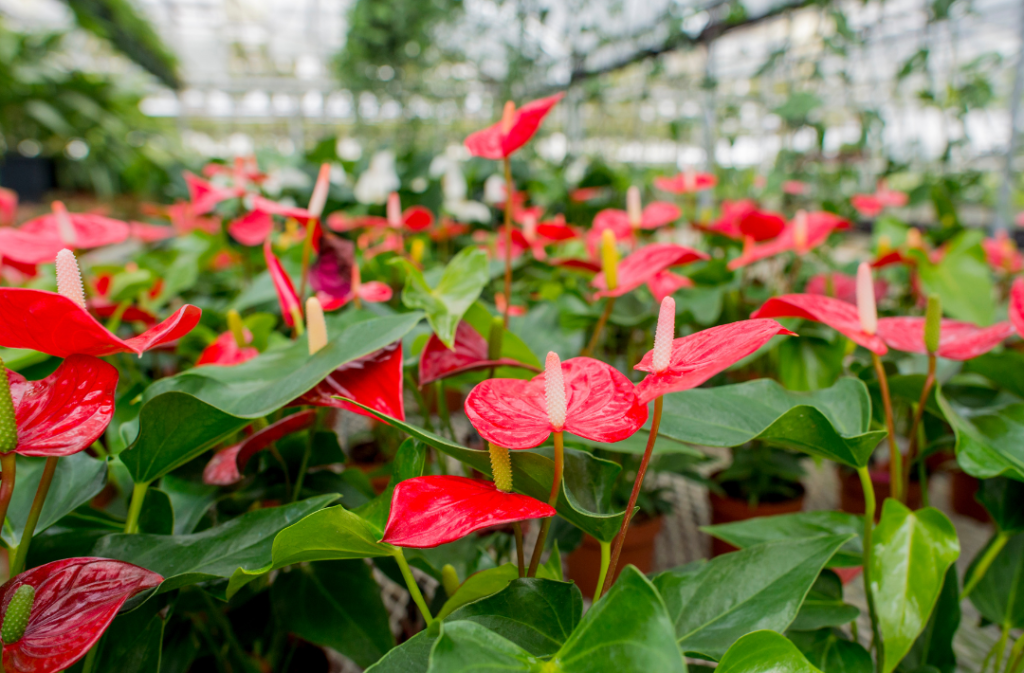 Cultivando Anthurium