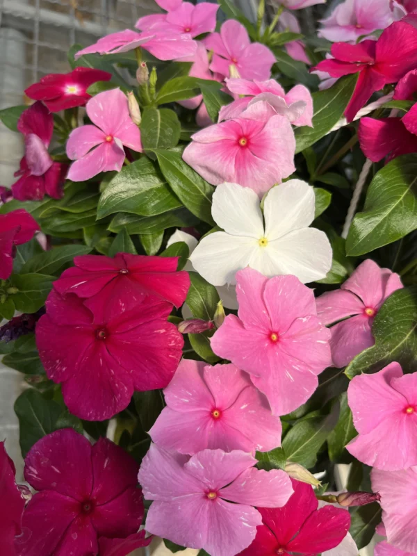 Vinca T-22 - Imagen 2