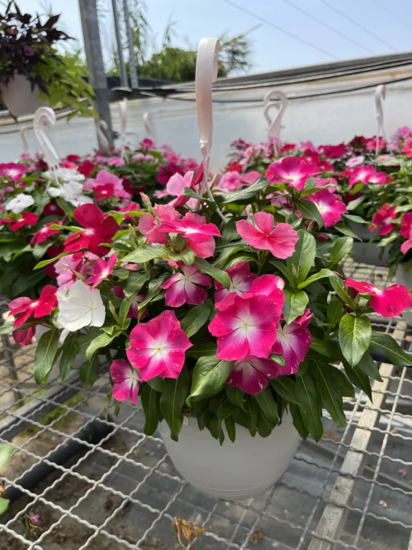 Vinca T-22 - Imagen 3